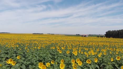 Drohnenaufnahme-Von-Sonnenblumen-An-Einem-Windigen-Tag