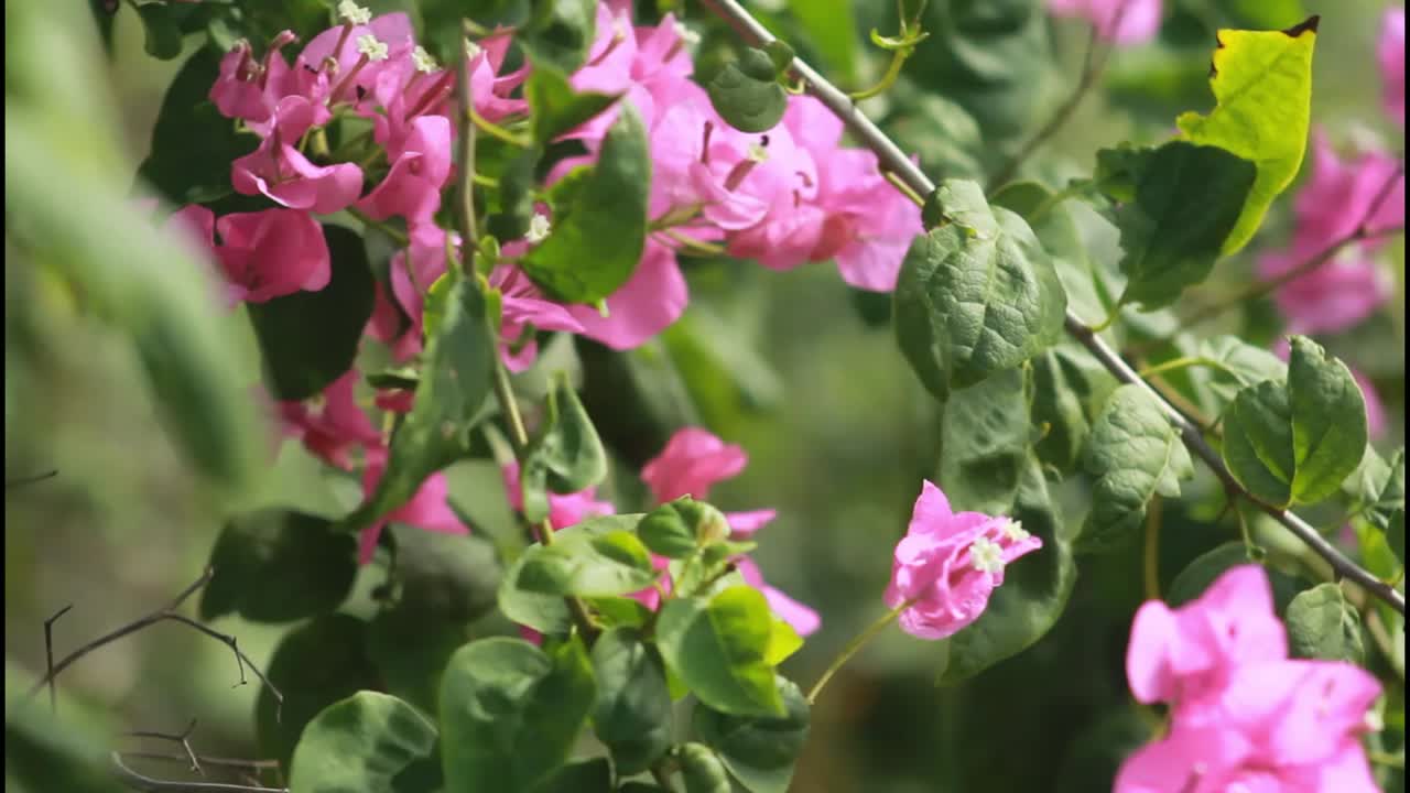 las flores de bougainvillea rosadas