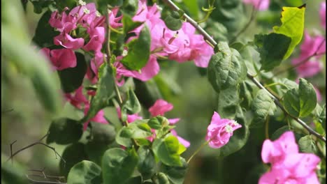 las flores de bougainvillea rosadas