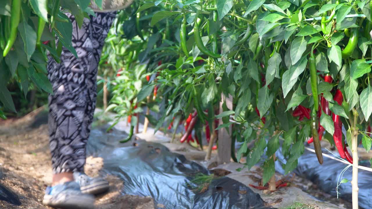 agricultora yendo en la fila del campo de plantas de ají maduro con palangana de metal para cosechar pimiento rojo