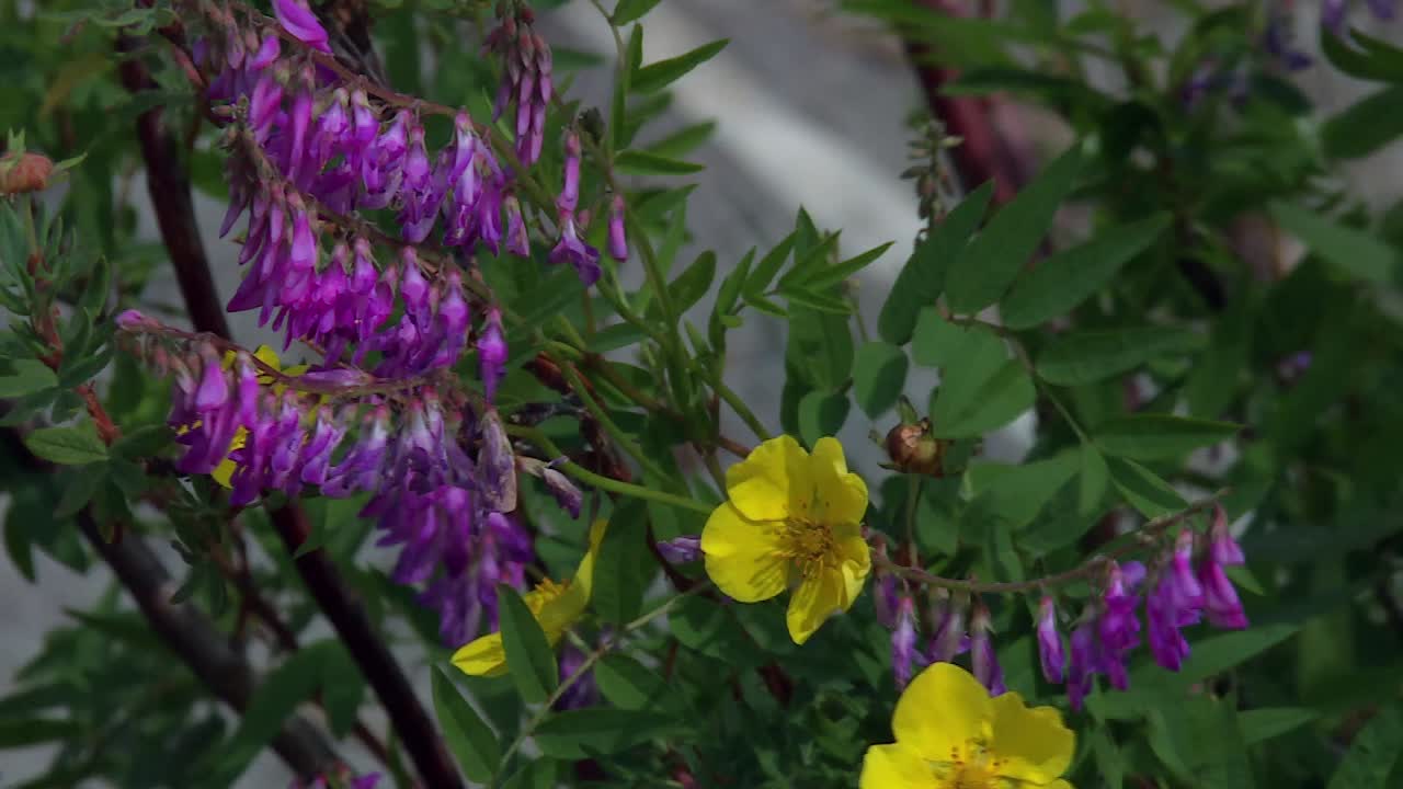 Alpine Sweetvetch And Shrubby Cinquefoil Flowers On A Windy Day In The Forest. - closeup shot
