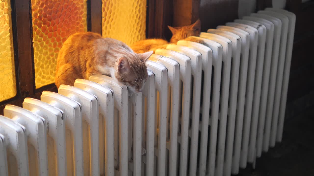 dos gatos durmiendo en un radiador