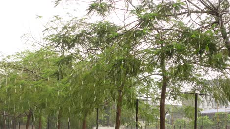 rain falling on green trees
