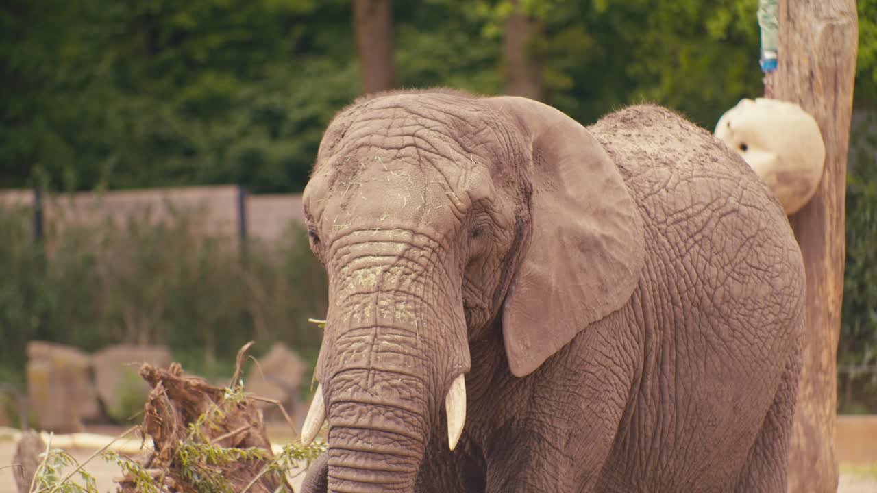 elephant wildlife animal in the zoo, close-up view, digital film look