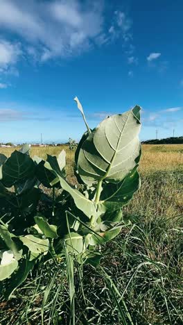 green plant in a field under a blue sky