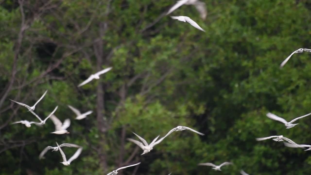 제비갈매기는 전 세계 바다, 강 및 기타 더 넓은 수역에서 볼 수 있는 바닷새입니다.