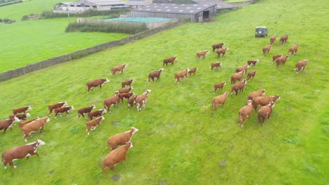 drone footage of a herd of brown cows chasing after their farmer's vehicle in a field in lancashire, uk just before feeding