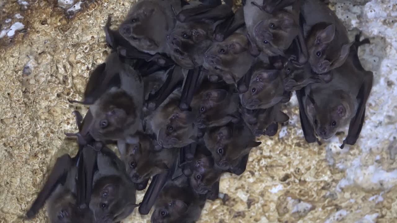 скопление летучих мышей в пещере на кубе