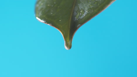 gotas de agua gotean de la hoja verde sobre el fondo azul