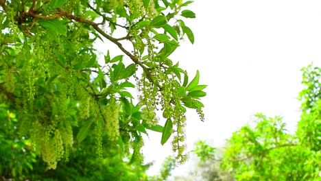 tree branches moving with the wind