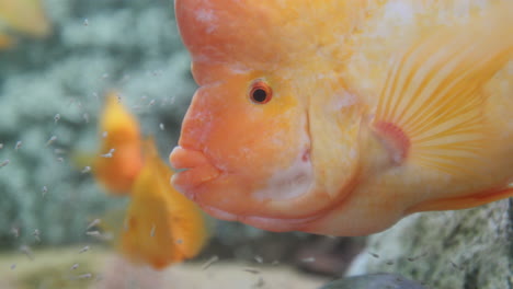 midas cichlid fish filmed closeup