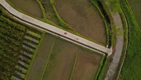 Einheimische-Gehen-Auf-Einem-Weg-Zwischen-Reisfeldern-In-Der-Landschaft-Von-Tonoboyo,-Luftaufnahme-Von-Oben,-Indonesien