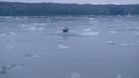seal on melting iceberg in jökulsárlón iceberg lagoon, iceland