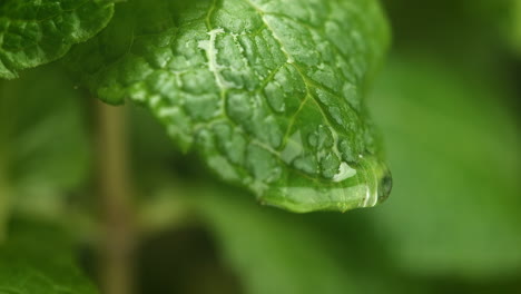 water droplet dripping from fresh mint leaf in macro and slow motion