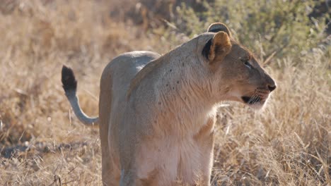 lioness standing in dry african savannah grass and licking her lips