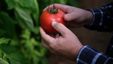 primer plano de un agricultor comprobando la calidad de sus cultivos, tomate rojo grande