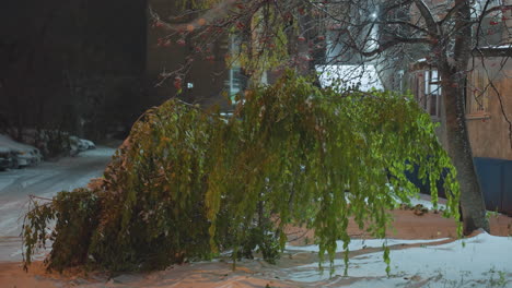 snow-covered street with a bent tree branch weighed down by snow near a residential building, featuring vibrant green leaves and red berries under soft light in a tranquil winter evening setting