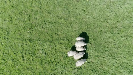 top down angled aerial tracking forward over a group of sheep with one grazing on its own to begin with