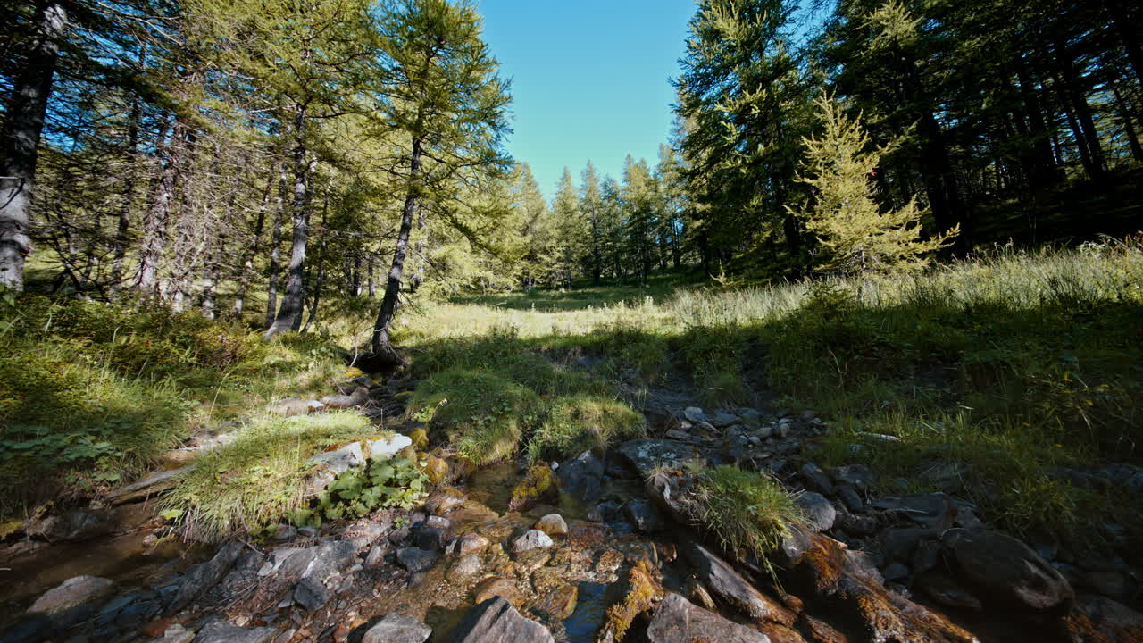 Aurinkoinen metsämaisema, jossa kirkas puro virtaa rehevän kasvillisuuden läpi.