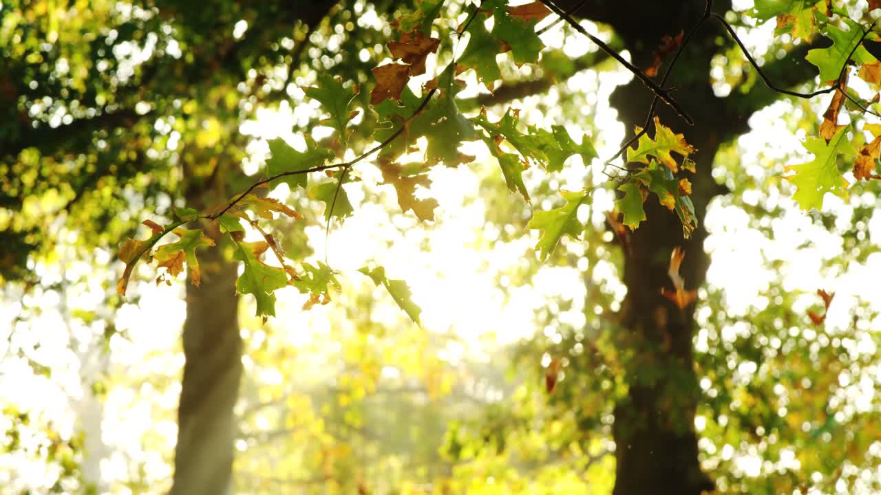 나무 에서 떨어지는 메이플 잎
