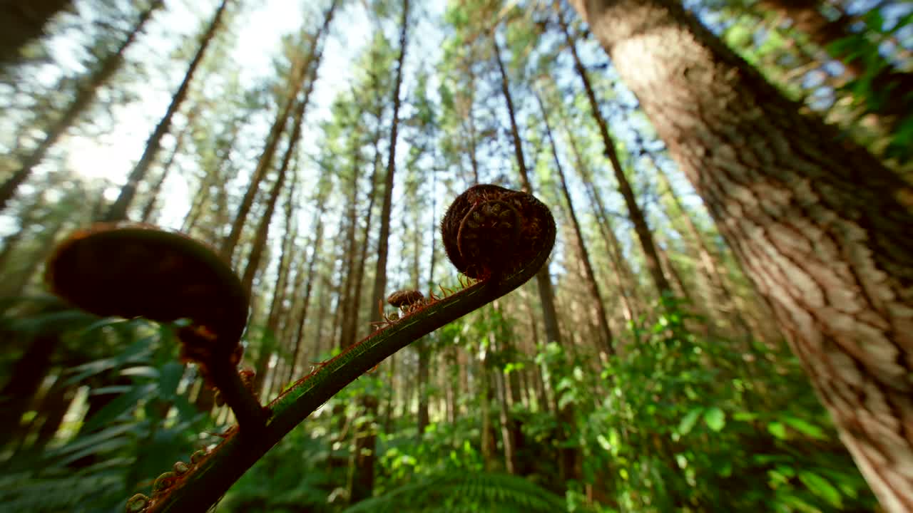 fern in pine forest in New Zealand. wide angle