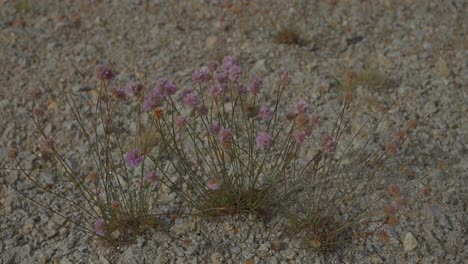 pequeñas flores silvestres rosadas que crecen en un suelo seco y rocoso, que muestran resiliencia en un entorno duro