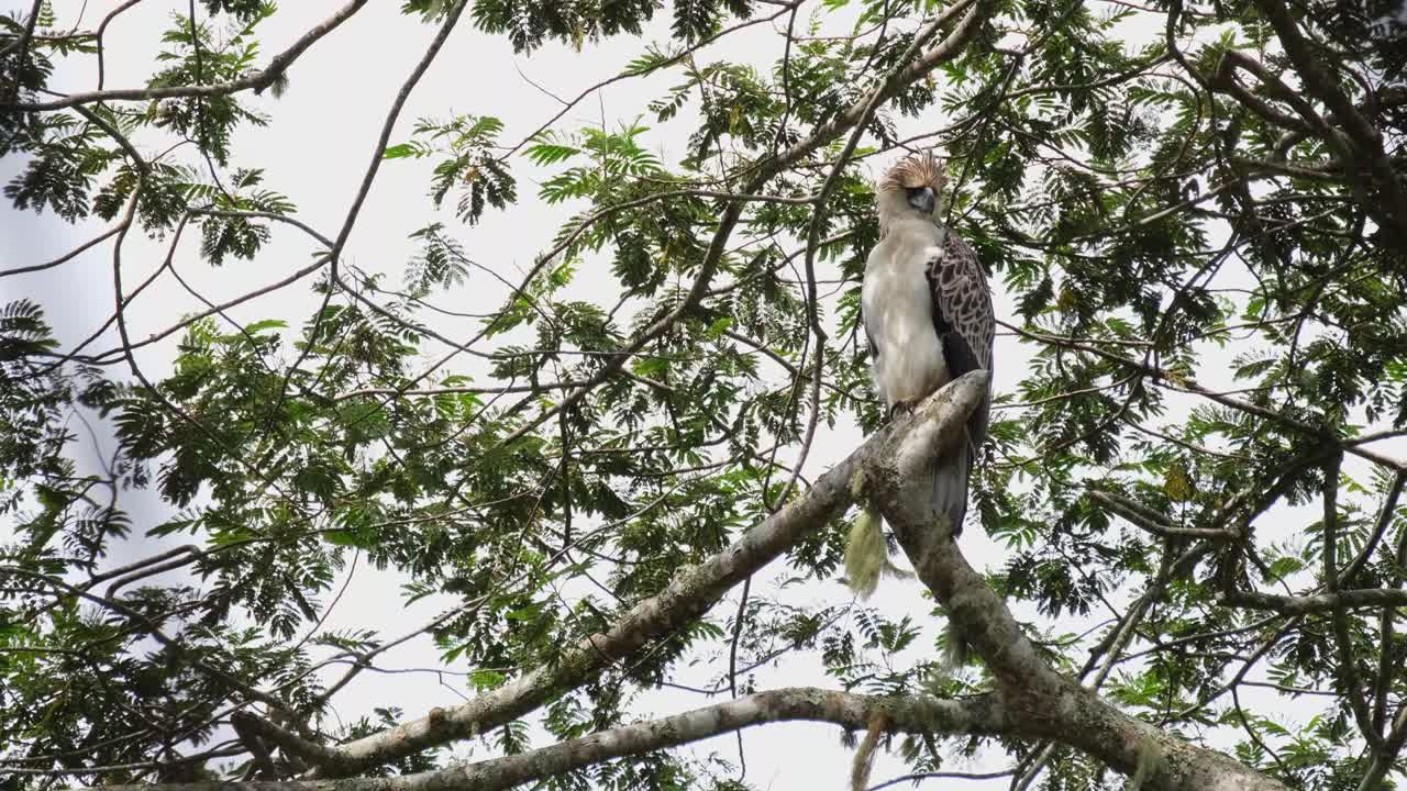 un joven macho de águila filipina pithecophaga jefferyi, también conocido como el águila comedora de monos está encaramado en una rama de un árbol en el lado derecho del marco, esperando a que su madre lo alimente