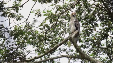 Un-águila-Filipina-Macho-Juvenil-Pithecophaga-Jefferyi,-También-Conocida-Como-águila-Devoradora-De-Monos,-Está-Posada-En-Una-Rama-De-Un-árbol-En-El-Lado-Derecho-Del-Marco,-Esperando-Que-Su-Madre-Lo-Alimente