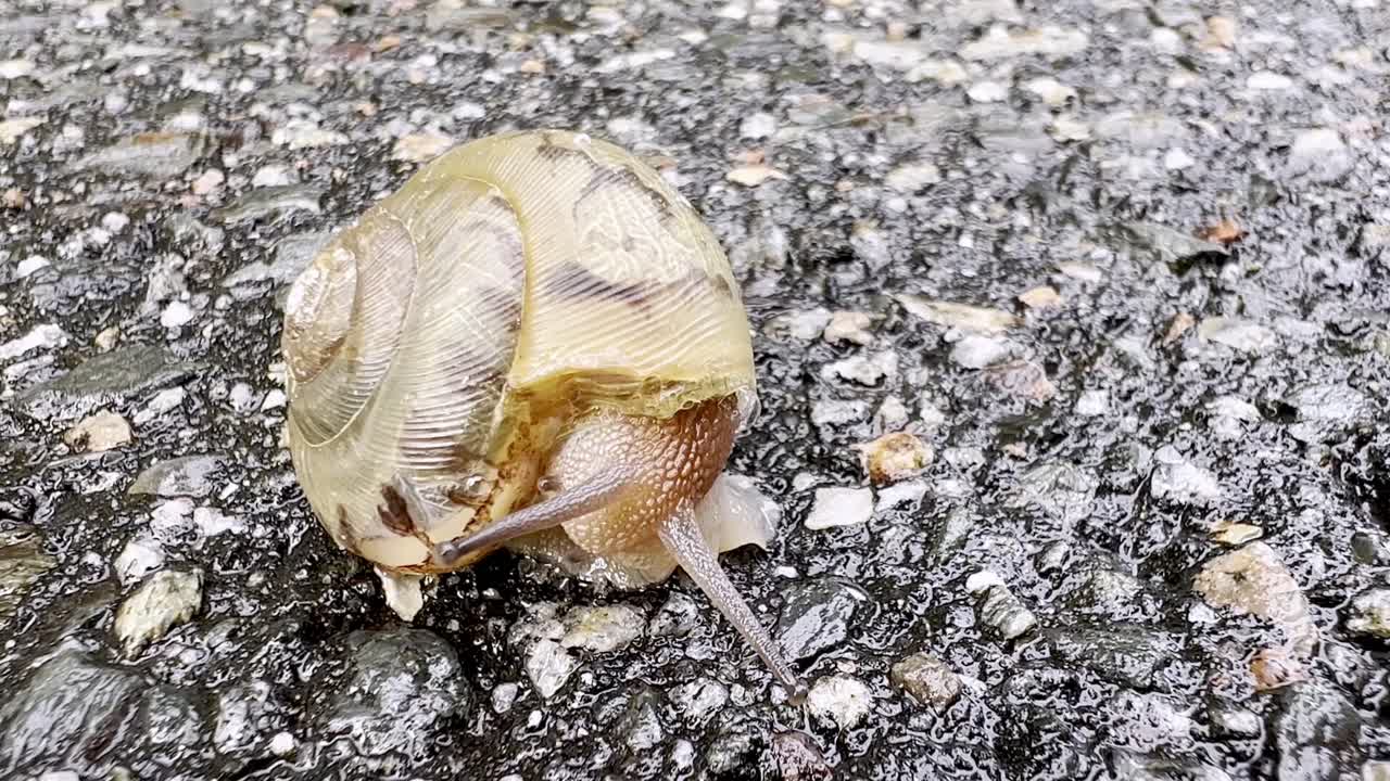 도로를 따라 육지 달팽이 느린 움직임