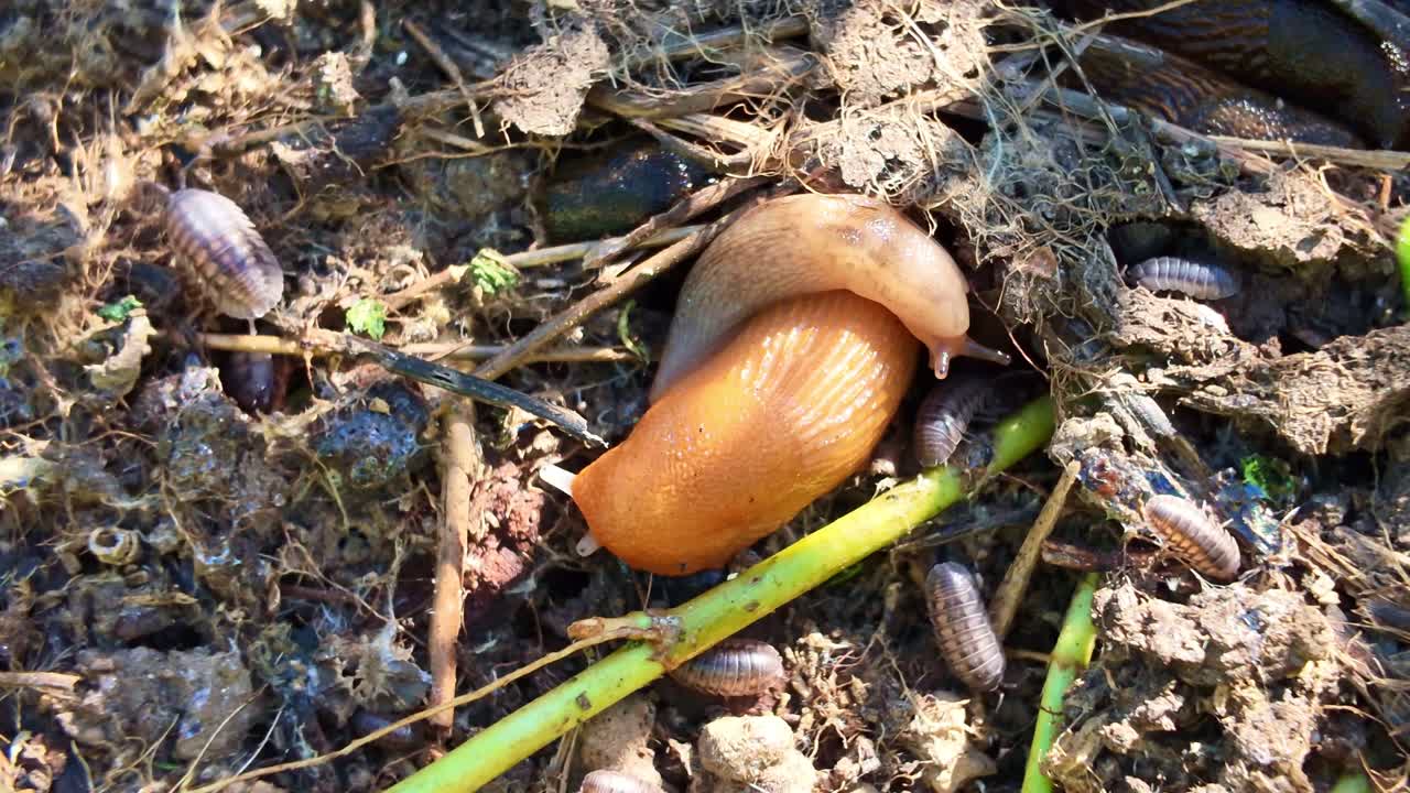 Nude snail family resting on a green and leafy, wet soil around some woodlice.