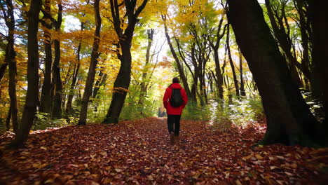 caminata por el bosque en otoño