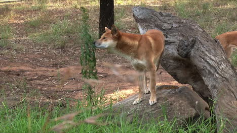 two wild dingo dogs walk in the bush of australia