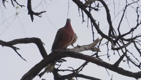 a male spotted dove perched in a tree with his mate behind him