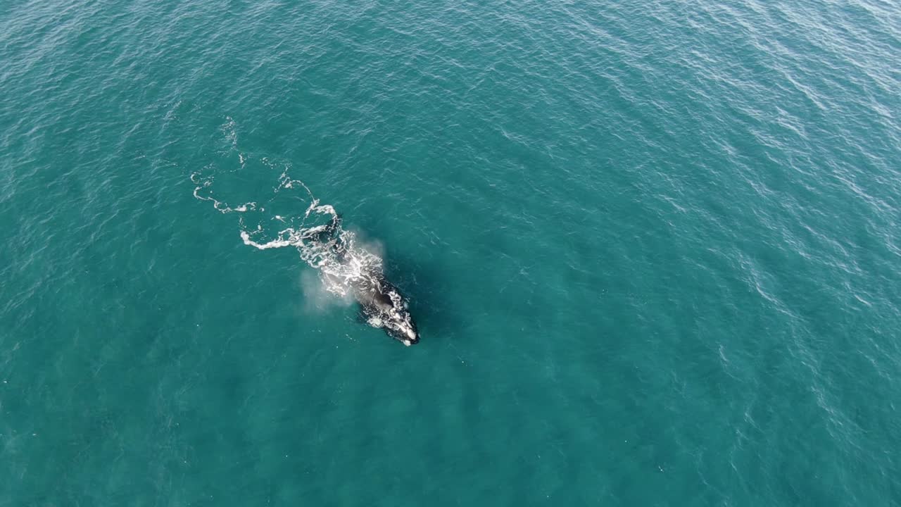 바다에서 수영하는 고래 가족에게 접근하는 드론 샷
