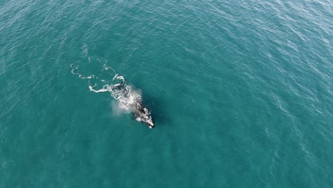 disparo de drones acercándose a una familia de ballenas nadando en el océano