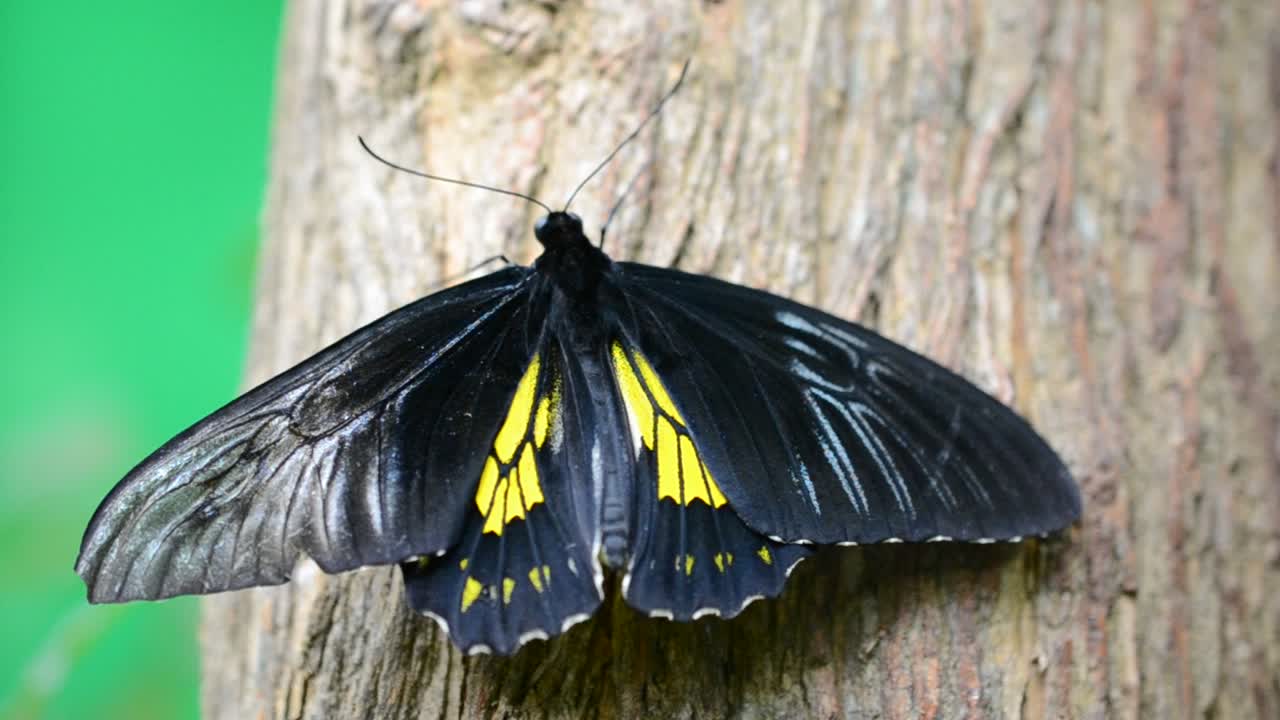 farfalla
