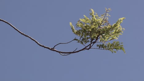 Ein-Ast-Eines-Baumes-In-Sanfter-Brise-Auf-Dem-Hintergrund-Des-Blauen-Himmels