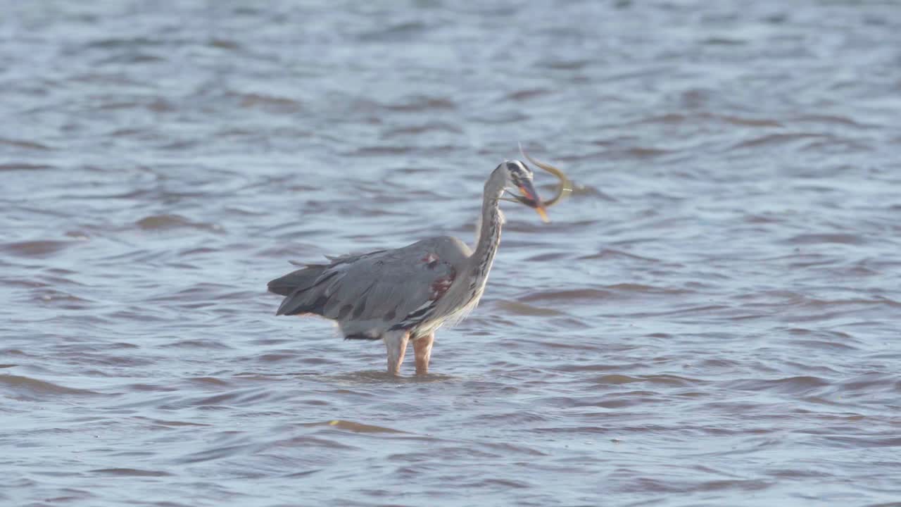 gran garza azul cazando y atrapando agresivamente peces aguja en el océano