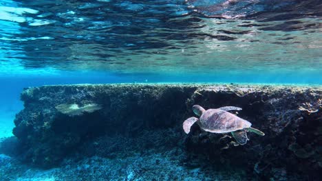 sea turtle swimming under the crystal clear ocean