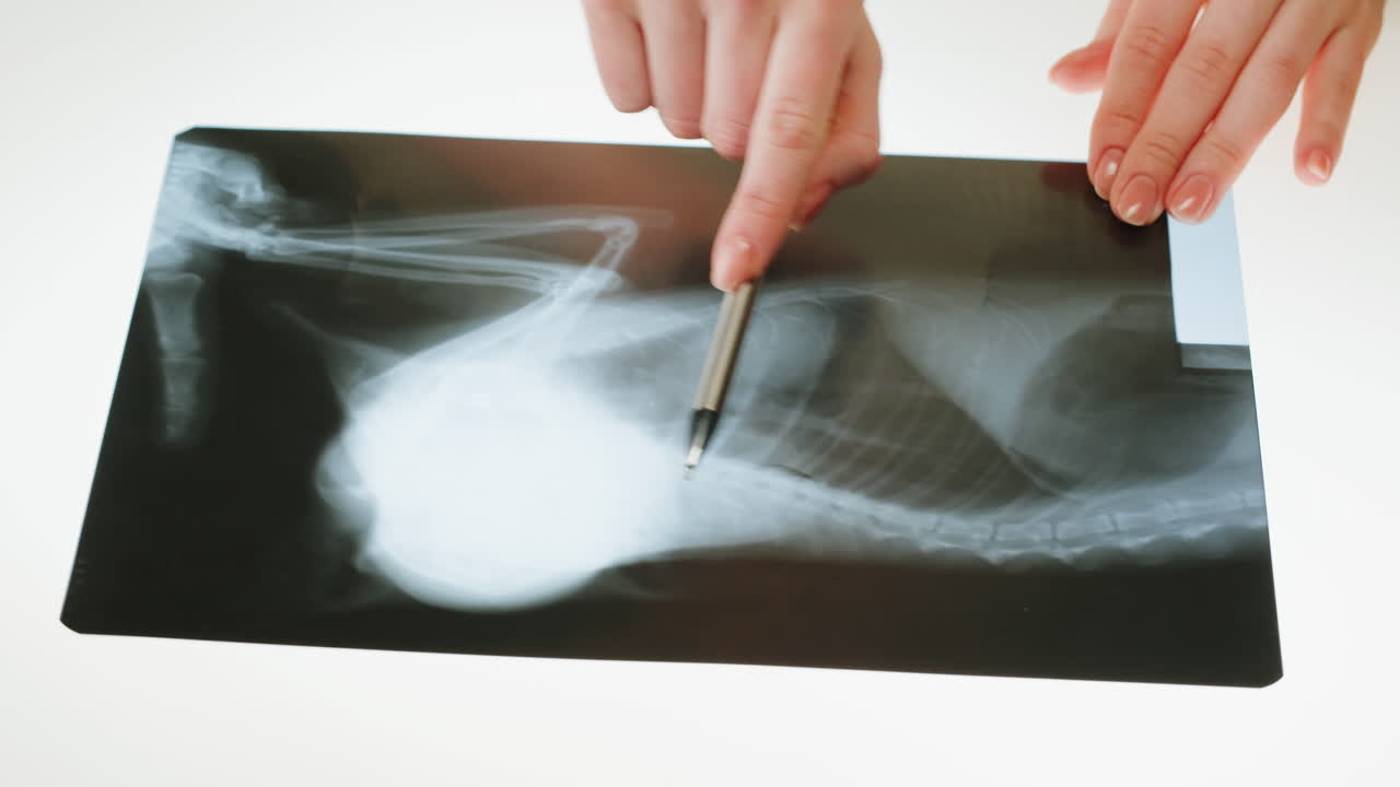 A veterinarian examining an animal X-ray film
