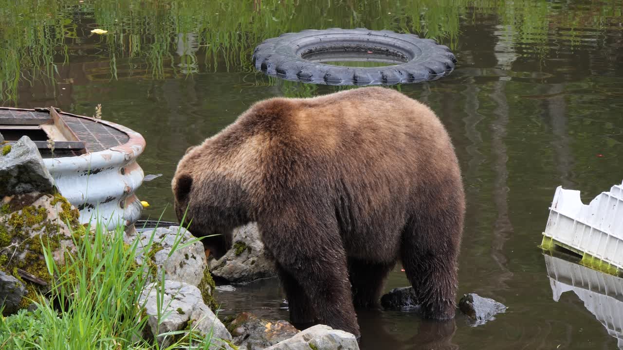 el oso marrón comiendo carne. alaska.