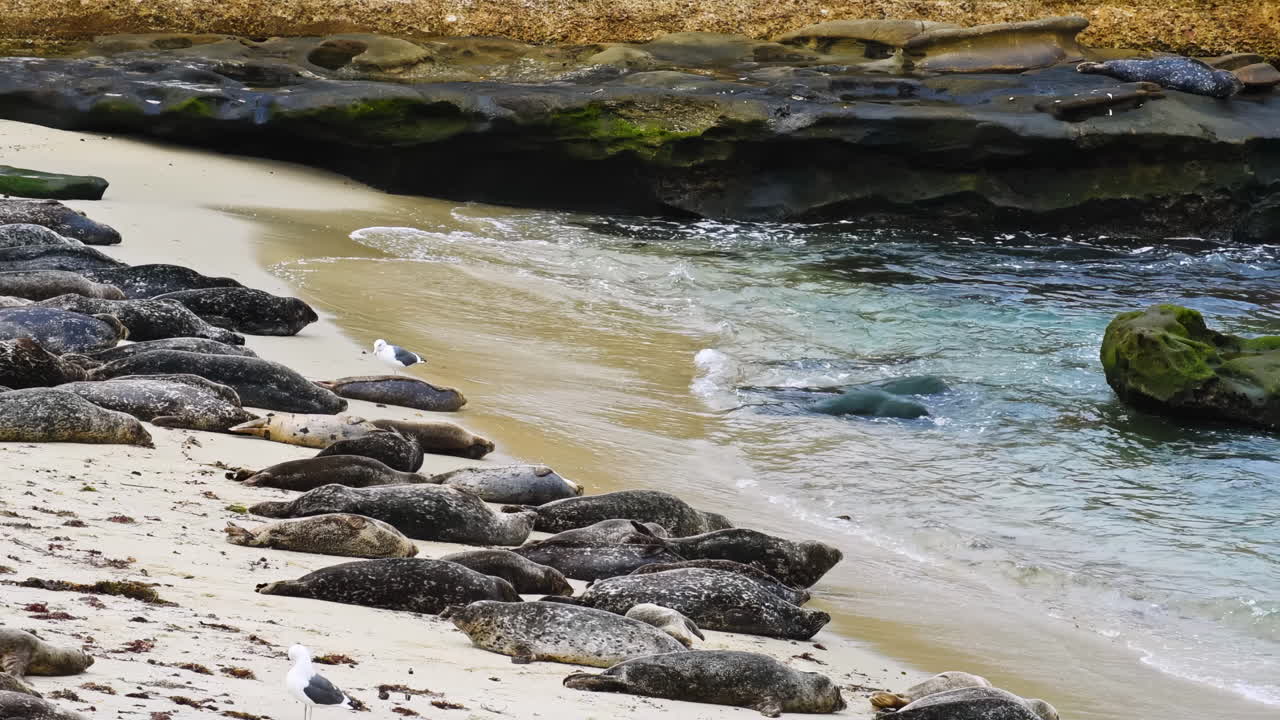Crowd of seal lazy sleeping and crawling on the beach