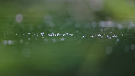 water drops on a spiderweb