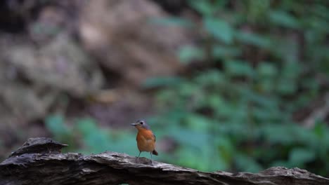 A-cute-Javan-black-capped-babbler-bird-with-brown-feathers-perching-on-the-wooden-branch-while-eating-termites