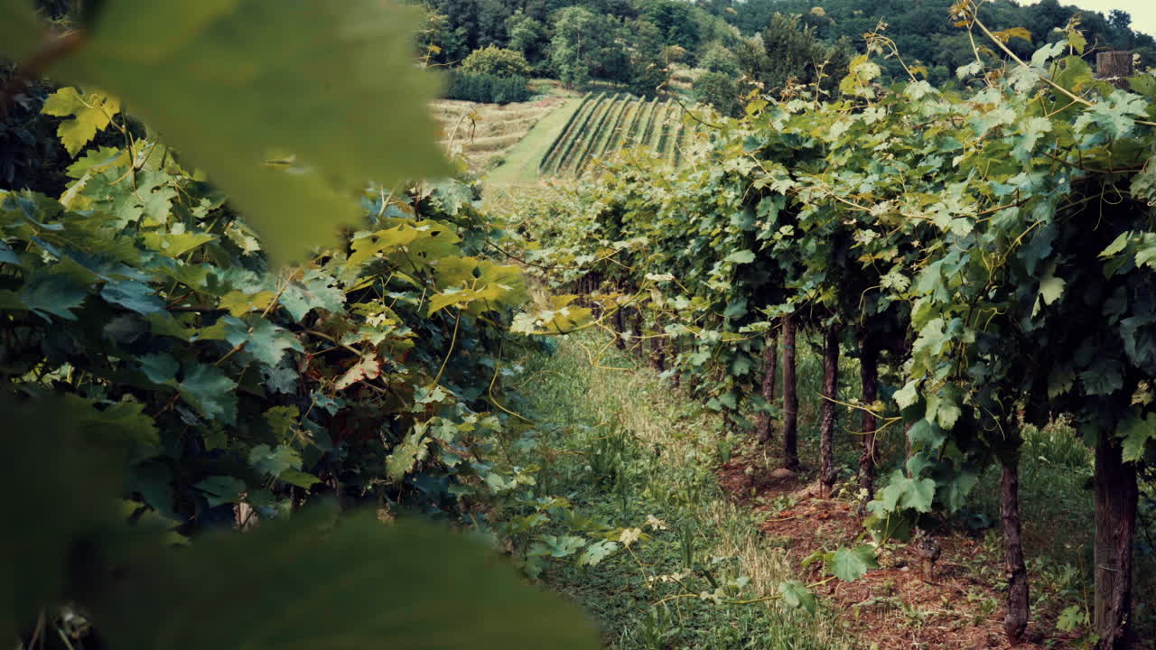 vista panorámica sobre la bodega de tierras de cultivo de viñedos en una hermosa granja de uvas en el campo italiano