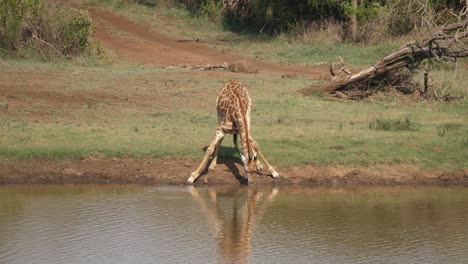 La-Jirafa-Alta-Extiende-Las-Patas-Delanteras-Largas-Para-Beber-Agua-Del-Estanque-Africano