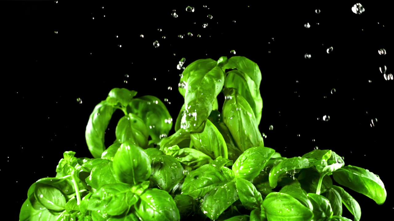 Gocce d'acqua che cadono al rallentatore su foglie di basilico verdi fresche