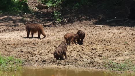 three individuals digging for minerals under the summer sun, one looks towards the left