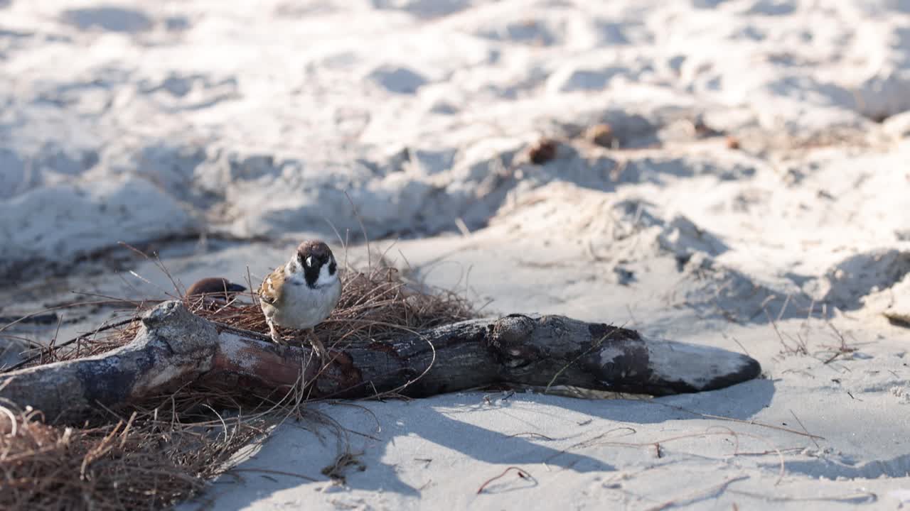 새 는 모래 위 에 있는 둥지 에 조용히 앉아 있다