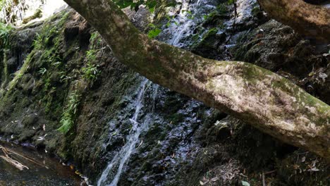 Panning-shot-of-idyllic-waterfall-floating-into-clear-jungle-lake-at-Kerikeri,New-Zealand